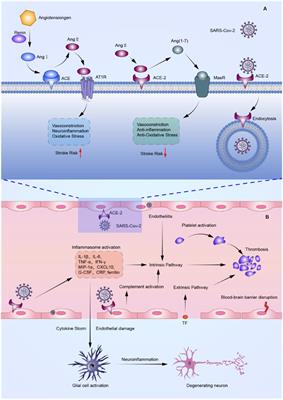 Coronavirus disease 2019 and acute cerebrovascular events: a comprehensive overview